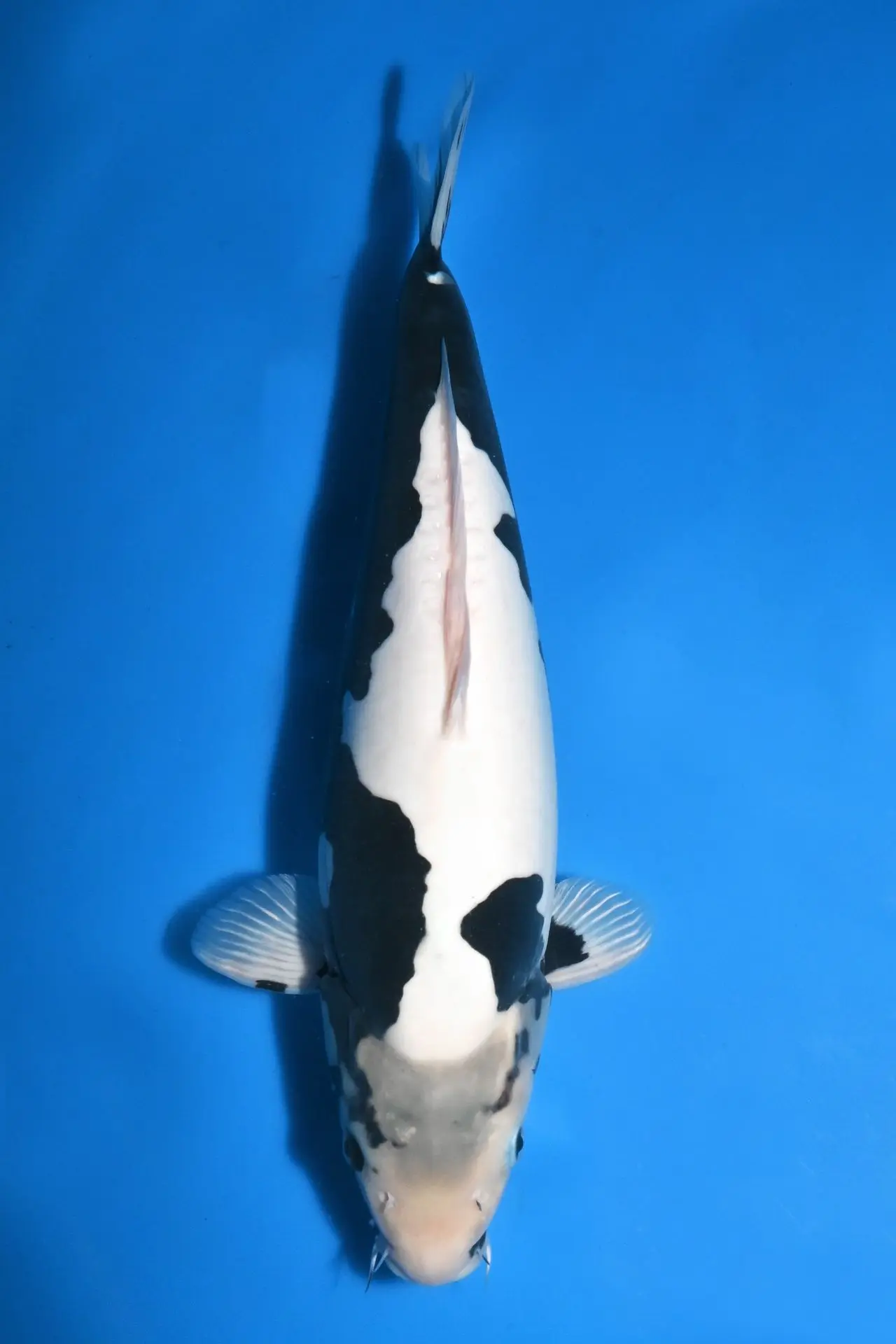 Kumonryu-aoki-japan-koi