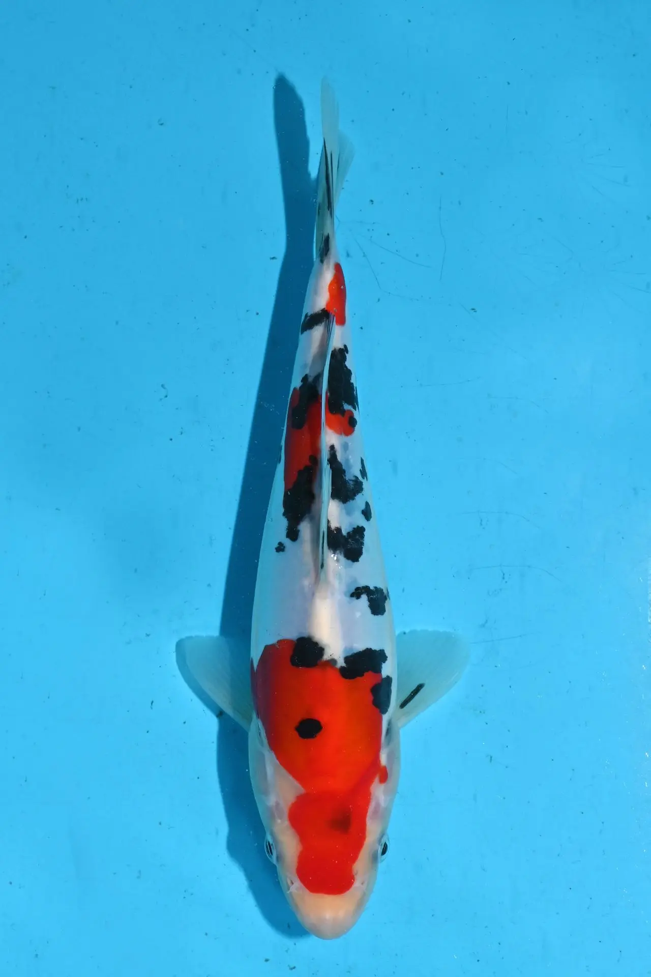 doitsu-sanke-hiroi-japan-koi