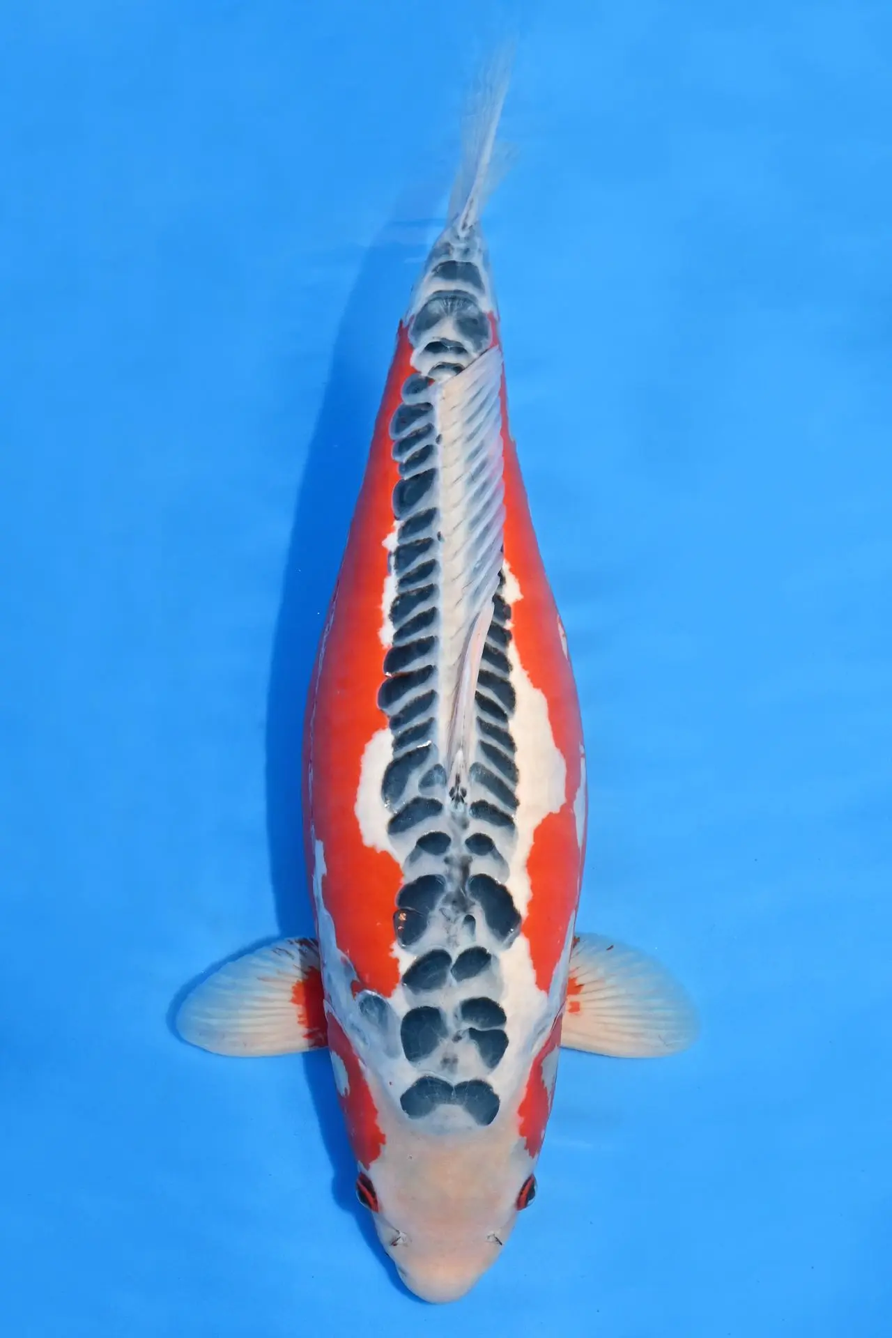 Shusui-koda-japan-koi