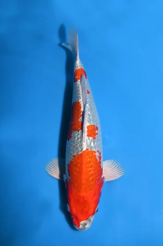 25AOK009 - Metallic Ginrin Goshiki Kujaku