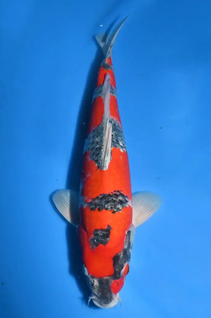 25AOK014 - Goshiki