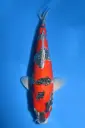 25AOK014 - Goshiki