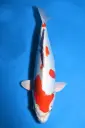 25AOK015 - Beni Kikokuryu
