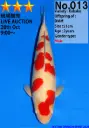 25DAI002 - Kohaku (Offspring DMM)