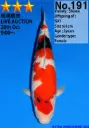 25DAI014 - Showa (Offspring GX1)