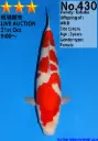 25DAI021 - Kohaku (Offspring DMM)