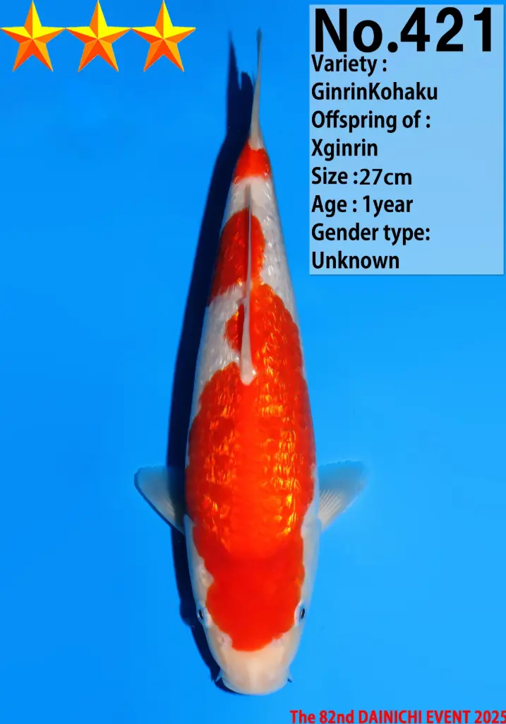 25DAI035 - Ginrin Kohaku