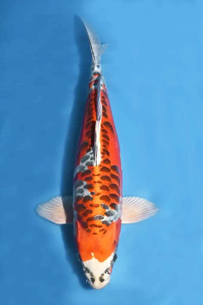 25IKA013 - Doitsu Kujaku (Big Scales / Aragoke)