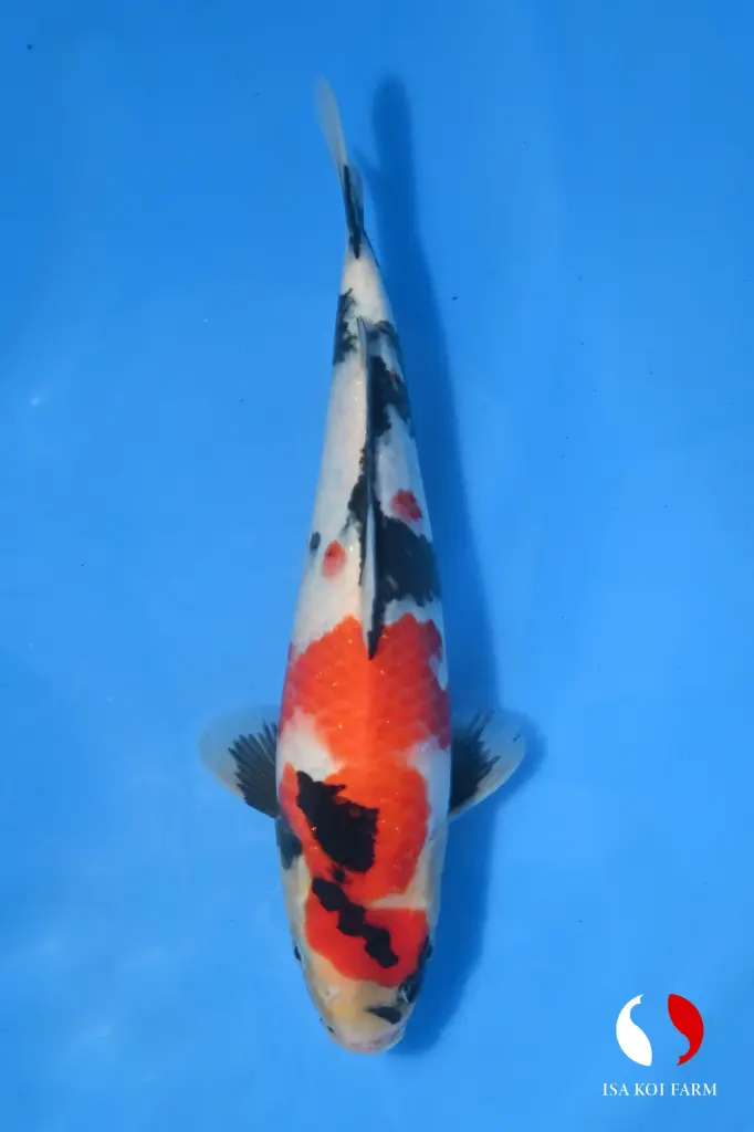 25ISA010 - Showa
