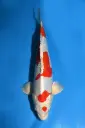 25KNO174 - Kikusui