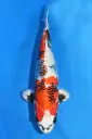 25KNO182 - Kin Showa
