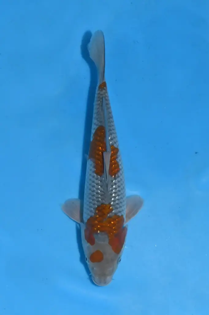 25KOD081 - Pearl Ginrin Ochiba
