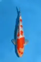 25KOD091 - Pearl Ginrin Kohaku