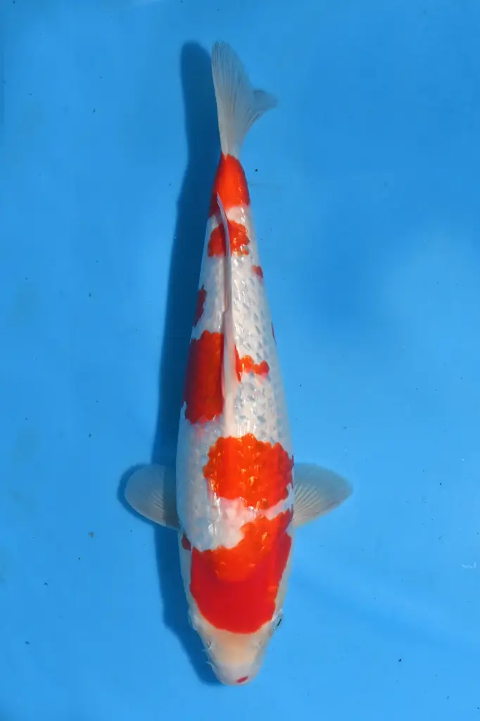 25KOD095 - Ginrin Kohaku
