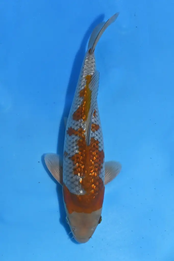 25KOD111 - Ginrin Ochiba