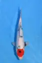25KOD112 - Tancho Showa