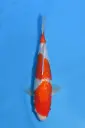25KOD113 - Ginrin Kohaku