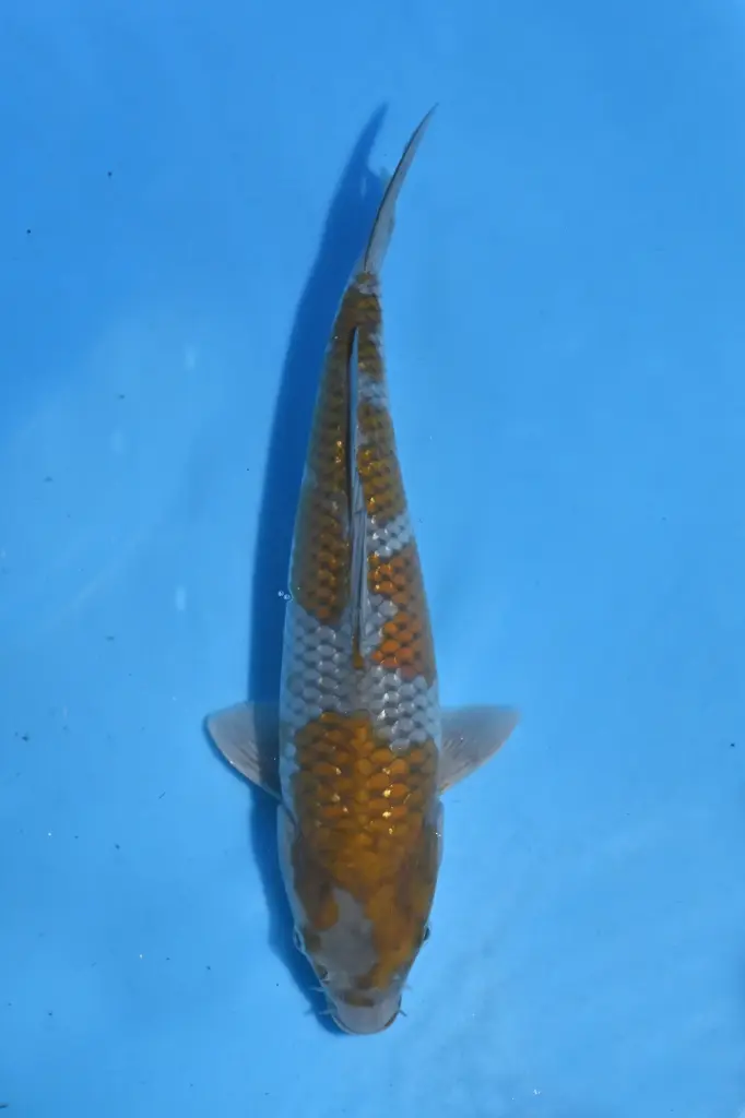 25KOD120 - Pearl Ginrin Ochiba