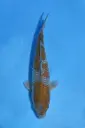 25KOD120 - Pearl Ginrin Ochiba