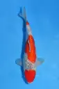 25KOD126 - Ginrin Goshiki