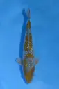 25KOD128 - Pearl Ginrin Ochiba