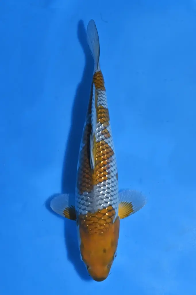 25KOD132 - Pearl Ginrin Ochiba