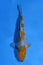 25KOD132 - Pearl Ginrin Ochiba