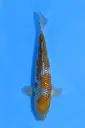 25KOD137 - Pearl Ginrin Ochiba