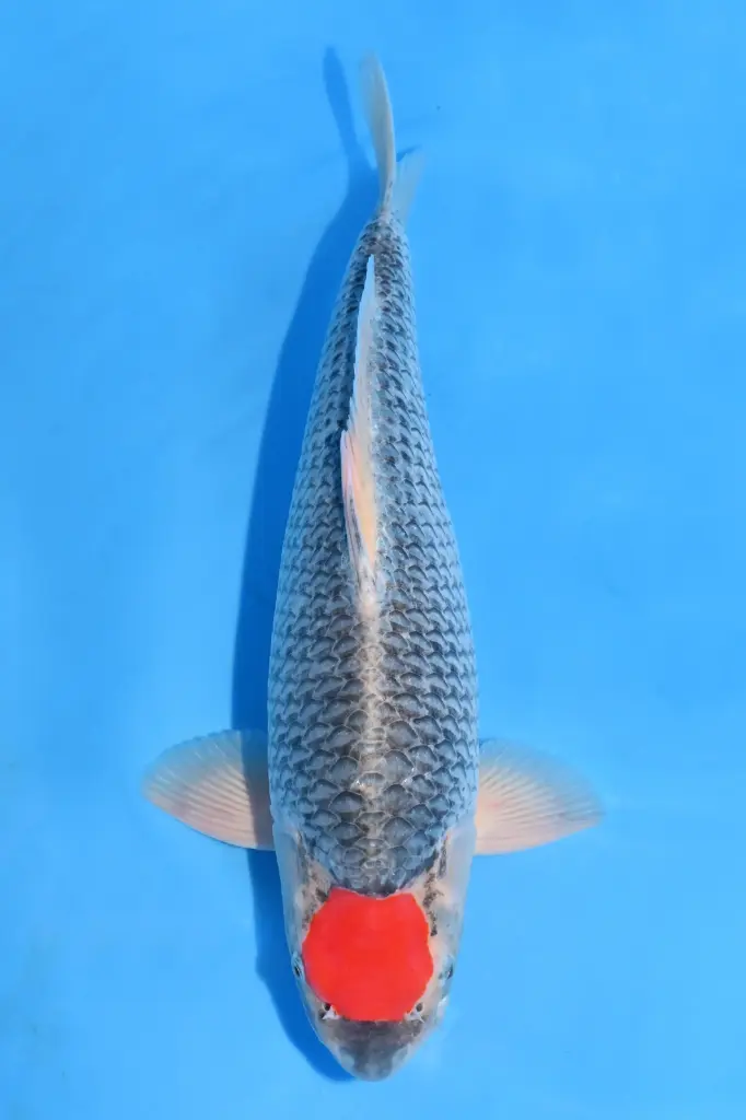 25KOD179 - Tancho Goshiki