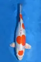 25KOD182 - Maruten Kikusui
