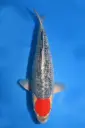 25KOD185 - Tancho Goshiki