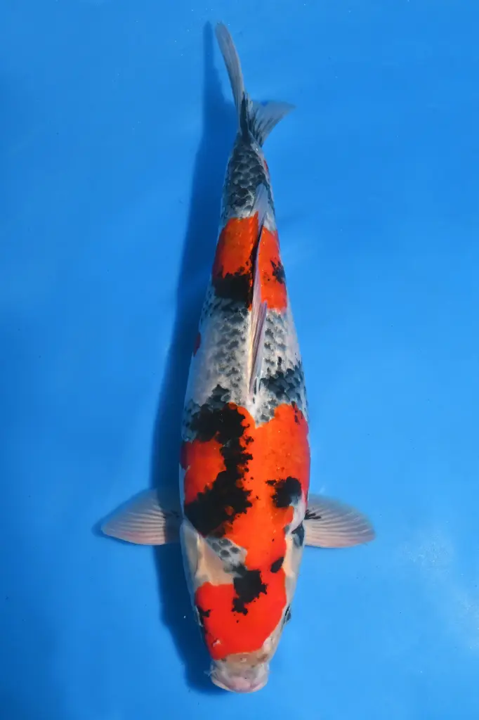 25KOD186 - Goshiki Showa