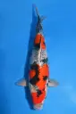 25KOD186 - Goshiki Showa