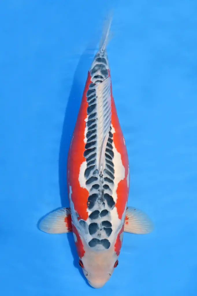 25KOD187 - "KODA MONSTER" - Shusui