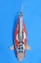 25KOD187 - "KODA MONSTER" - Shusui