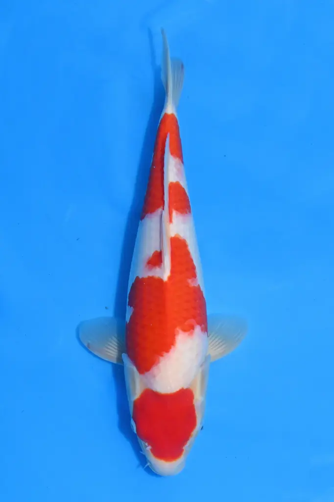 25KOD202 - Maruten Kohaku