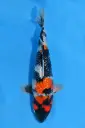 25KOD206 - Ginrin Showa