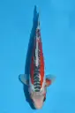 25KOD258 - Shusui