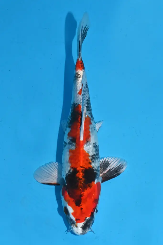 25KOD259 - Kin Showa