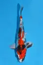 25KOD259 - Kin Showa