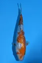 25KOD267 - Ginrin Ochiba