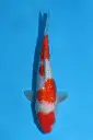25KOD275 - Ginrin Kohaku