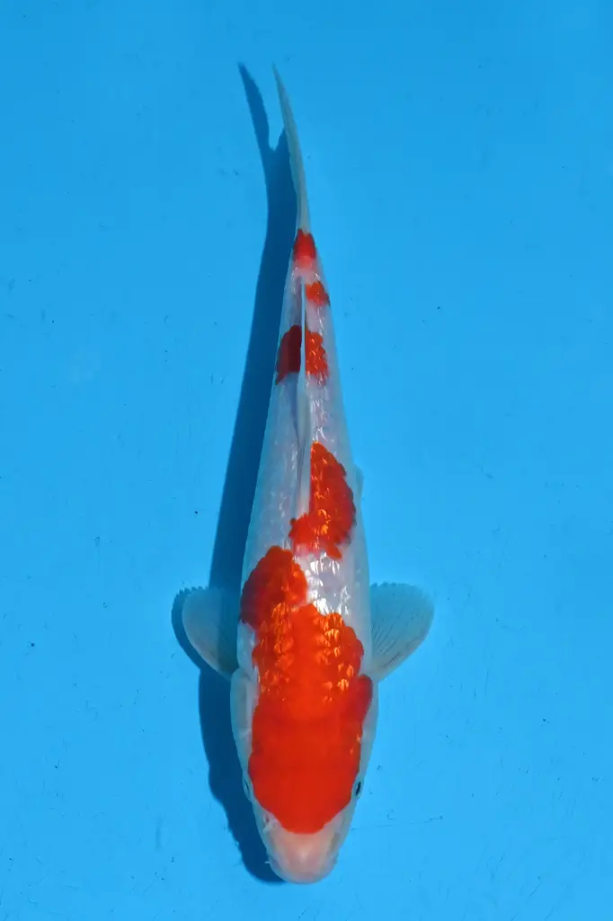 25KOD283 - Ginrin Kohaku