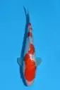 25KOD283 - Ginrin Kohaku
