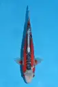 25KOD287 - Shusui