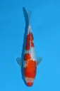 25KOD290 - Ginrin Kohaku