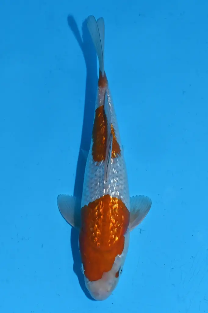 25KOD291 - Ginrin Ochiba - Belgian Young Koi Show Entry 2025