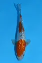 25KOD291 - Ginrin Ochiba - Belgian Young Koi Show Entry 2025