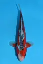 25KOD296 - Shusui