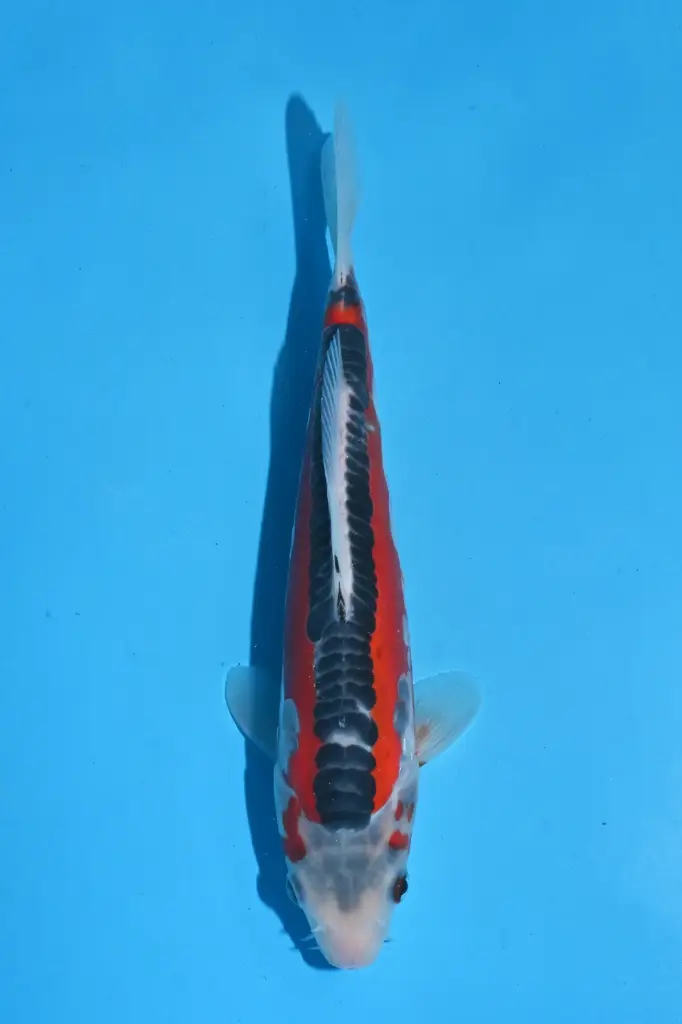 25KOD330 - Shusui